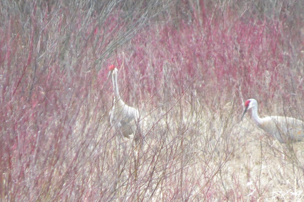 Sandhill Crane - Susan Weaver