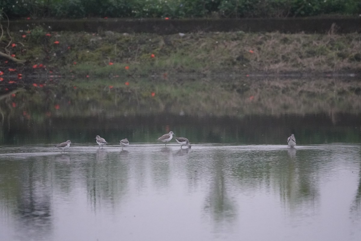 Common Greenshank - ML615801734