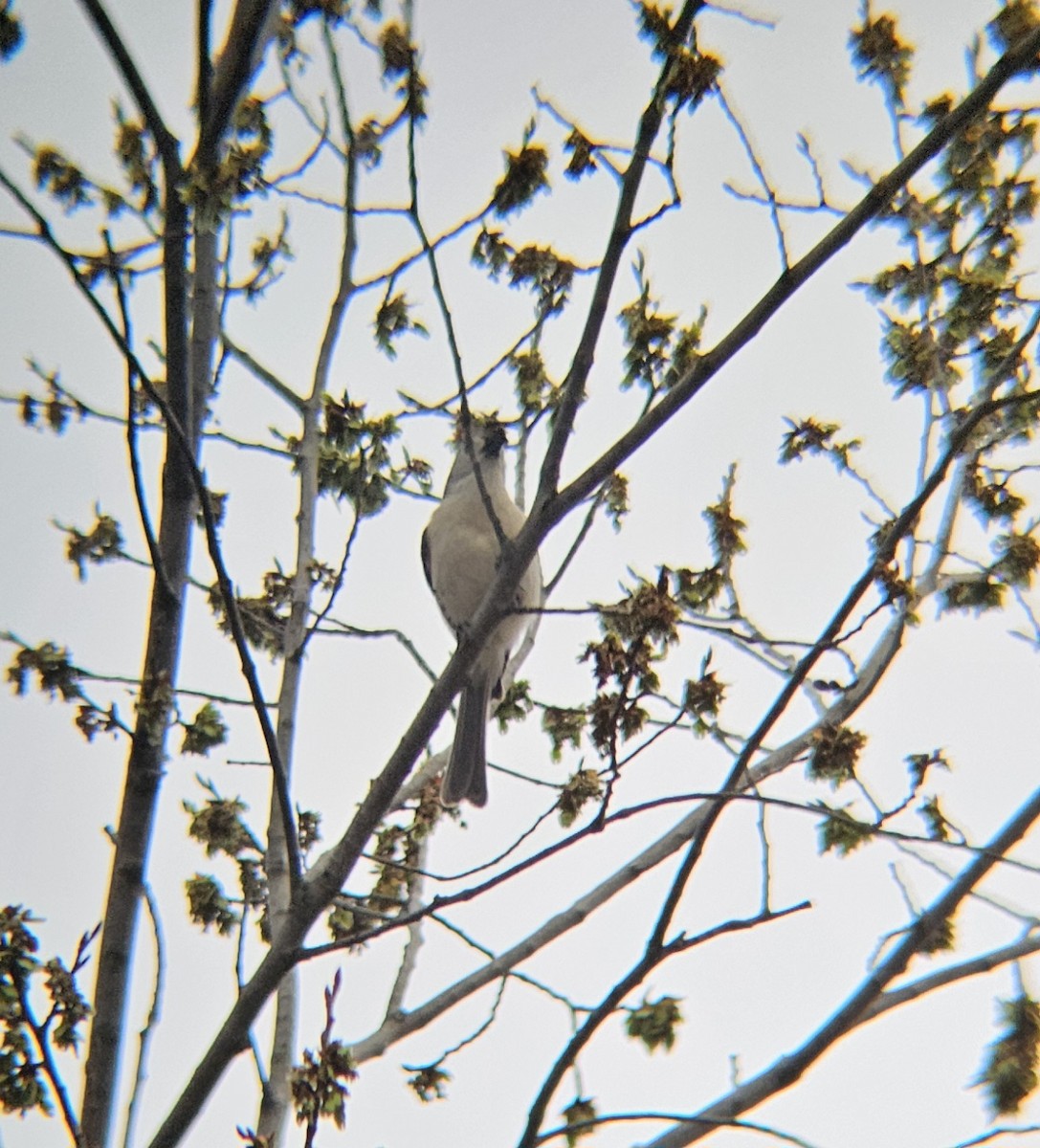 Tufted Titmouse - ML615801735