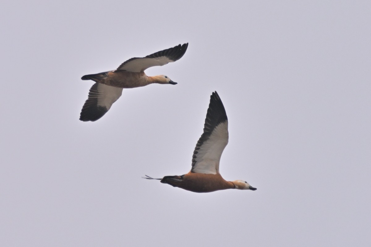 Ruddy Shelduck - ML615801739