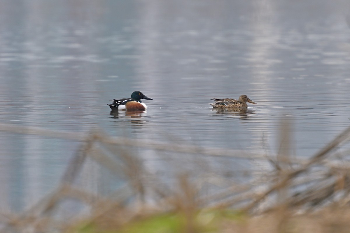 Northern Shoveler - Lam SG