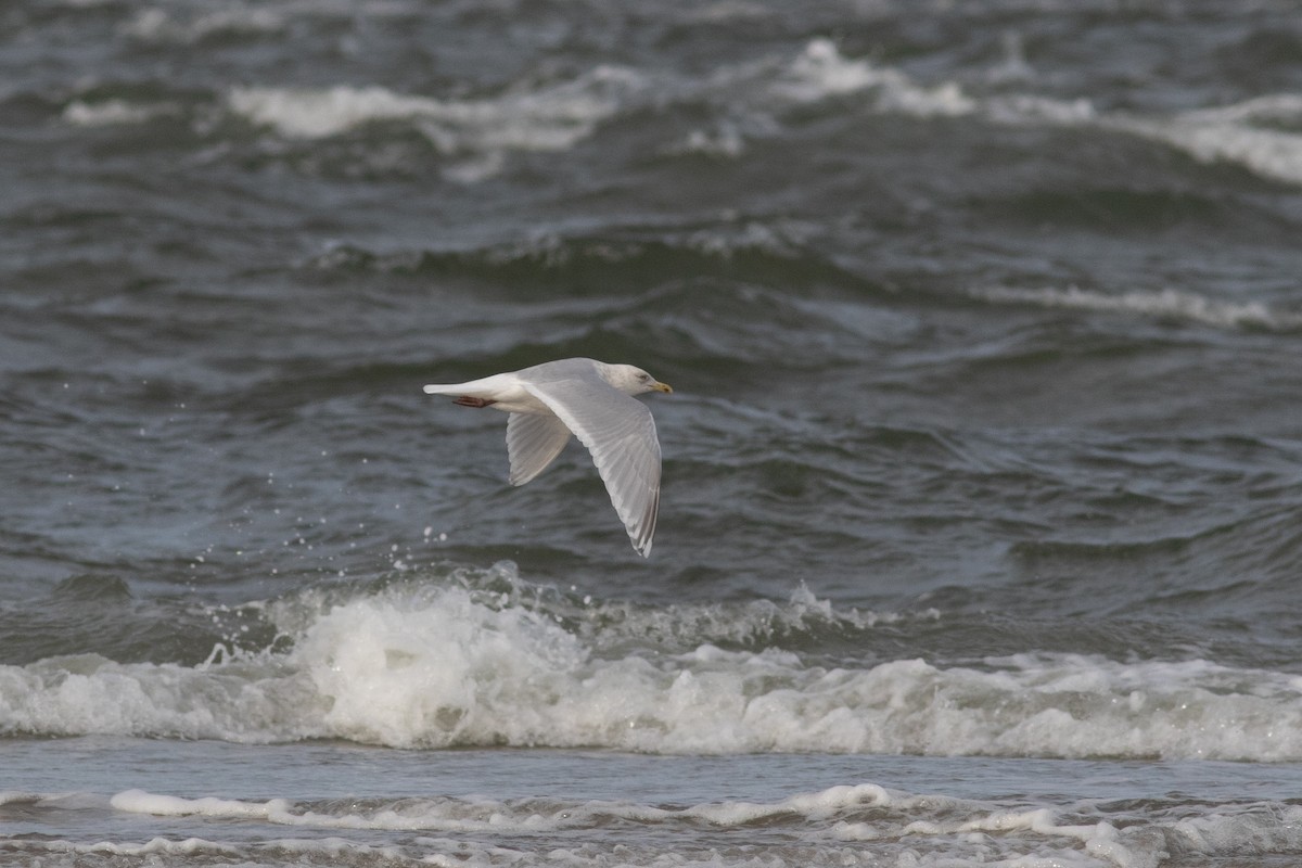 Gaviota Groenlandesa (kumlieni) - ML615801788