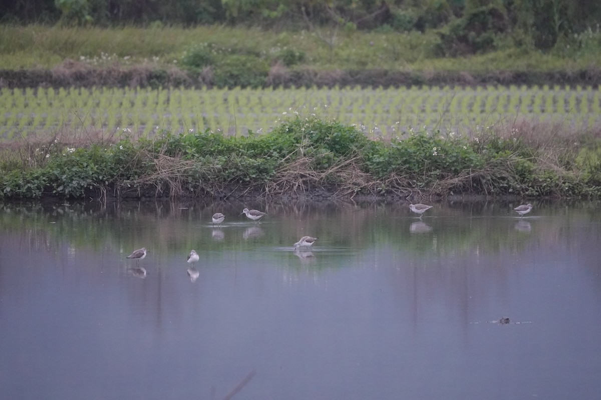 Common Greenshank - ML615801798