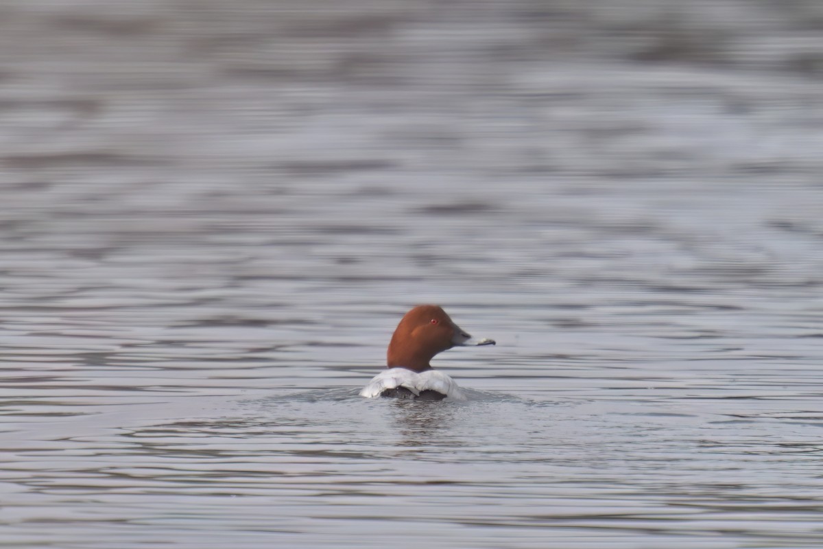 Common Pochard - Lam SG