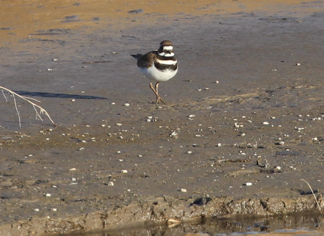 Killdeer - ML615801816