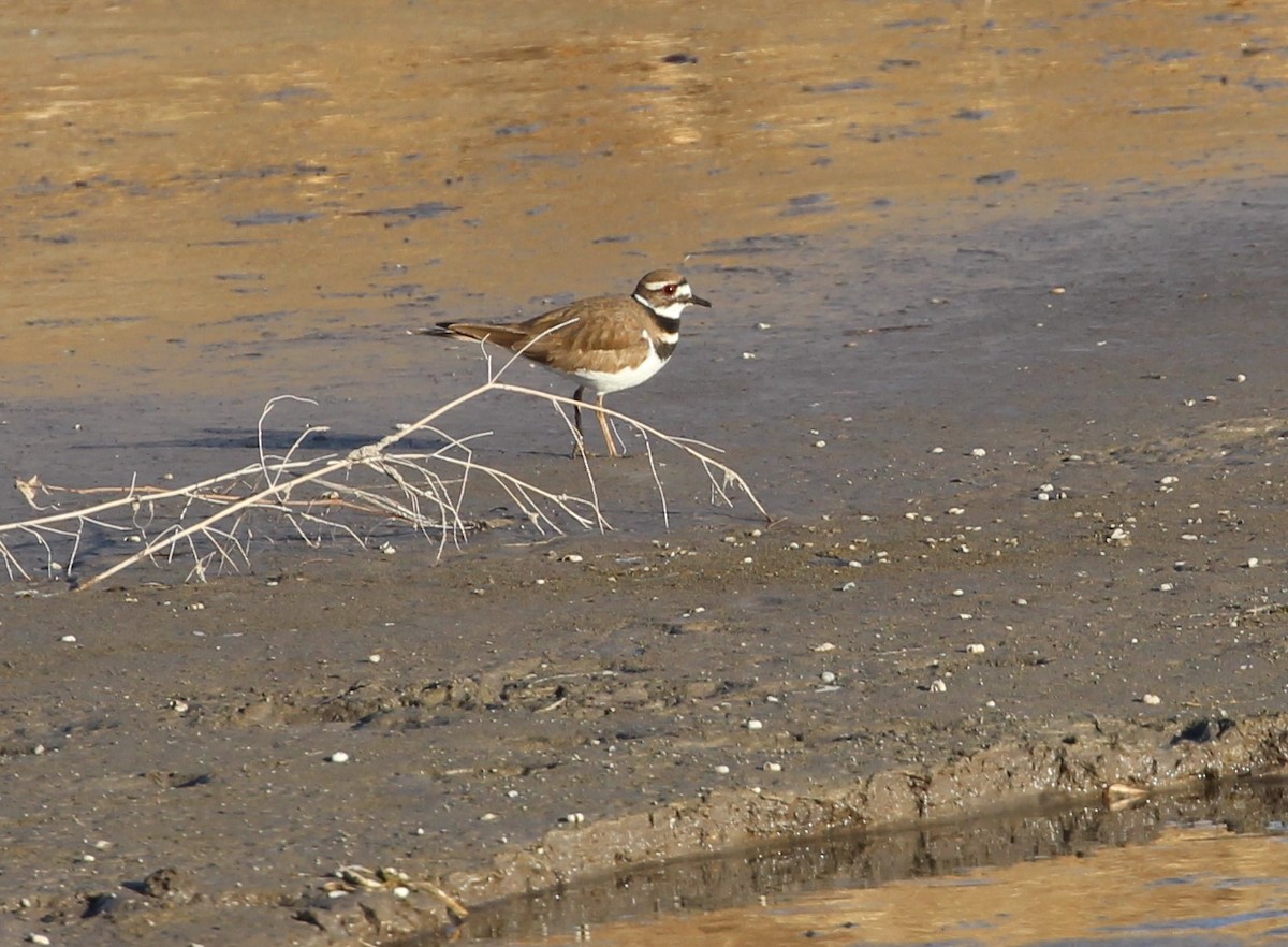 Killdeer - Terry Pflugrad