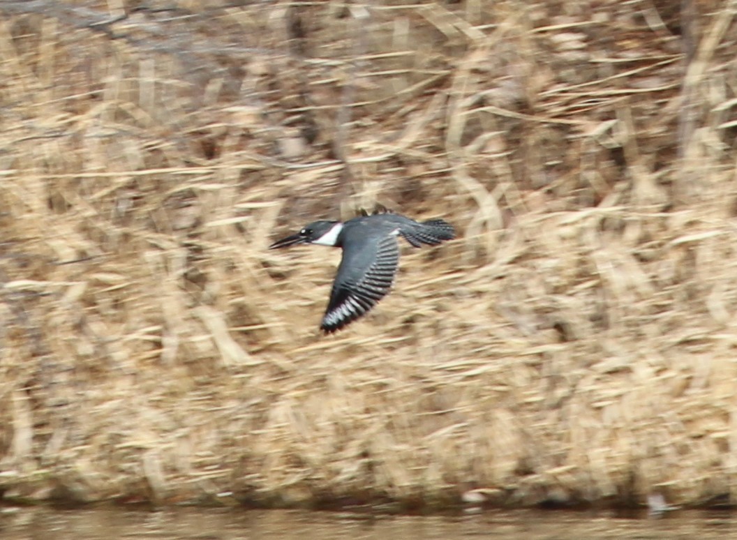 Belted Kingfisher - Terry Pflugrad