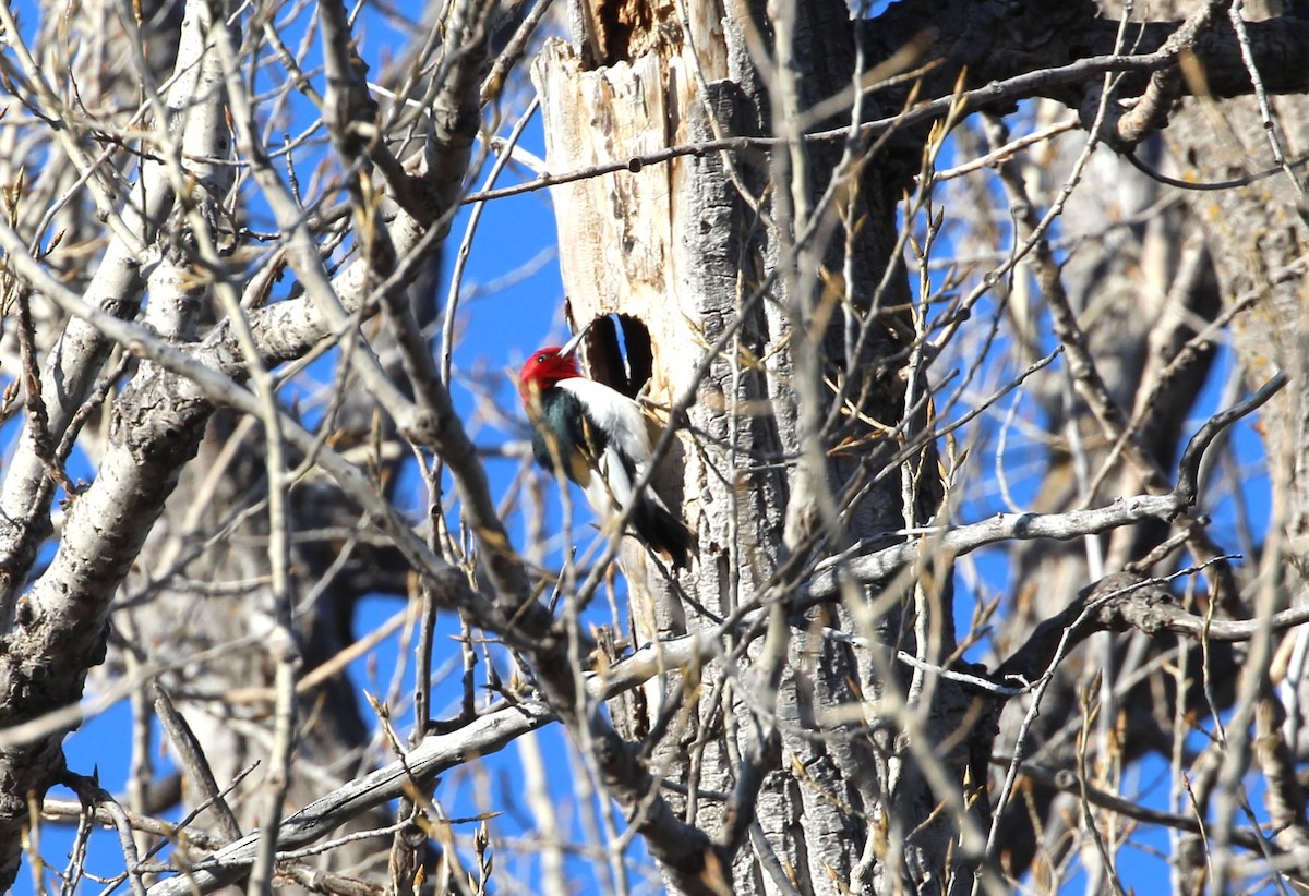 Red-headed Woodpecker - Terry Pflugrad