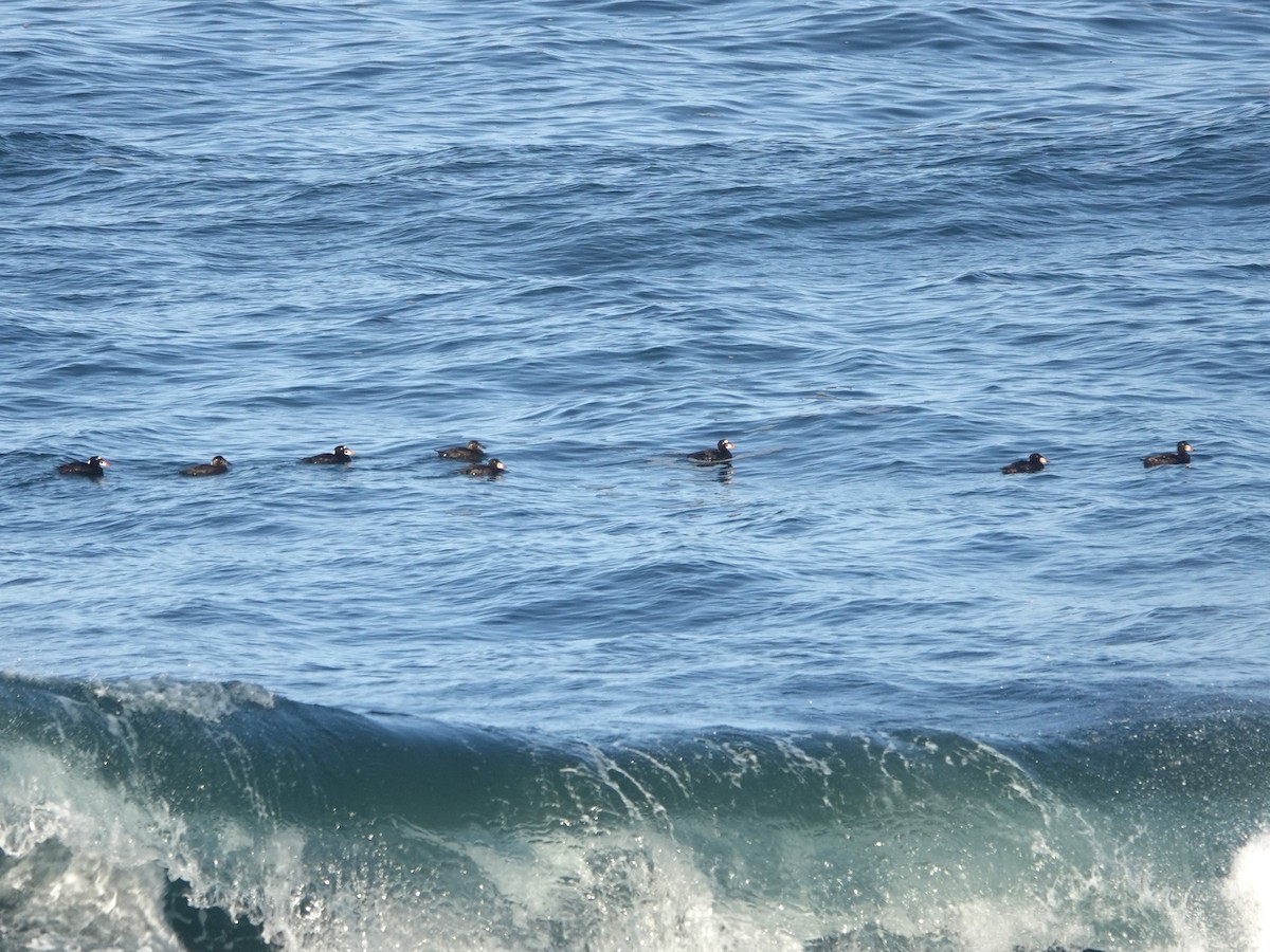 Surf Scoter - ML615801875