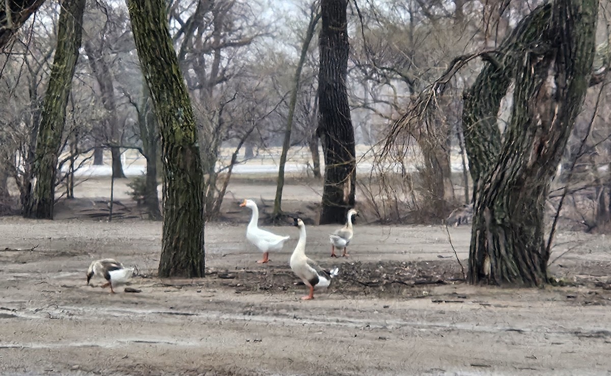 Domestic goose sp. (Domestic type) - ML615801887