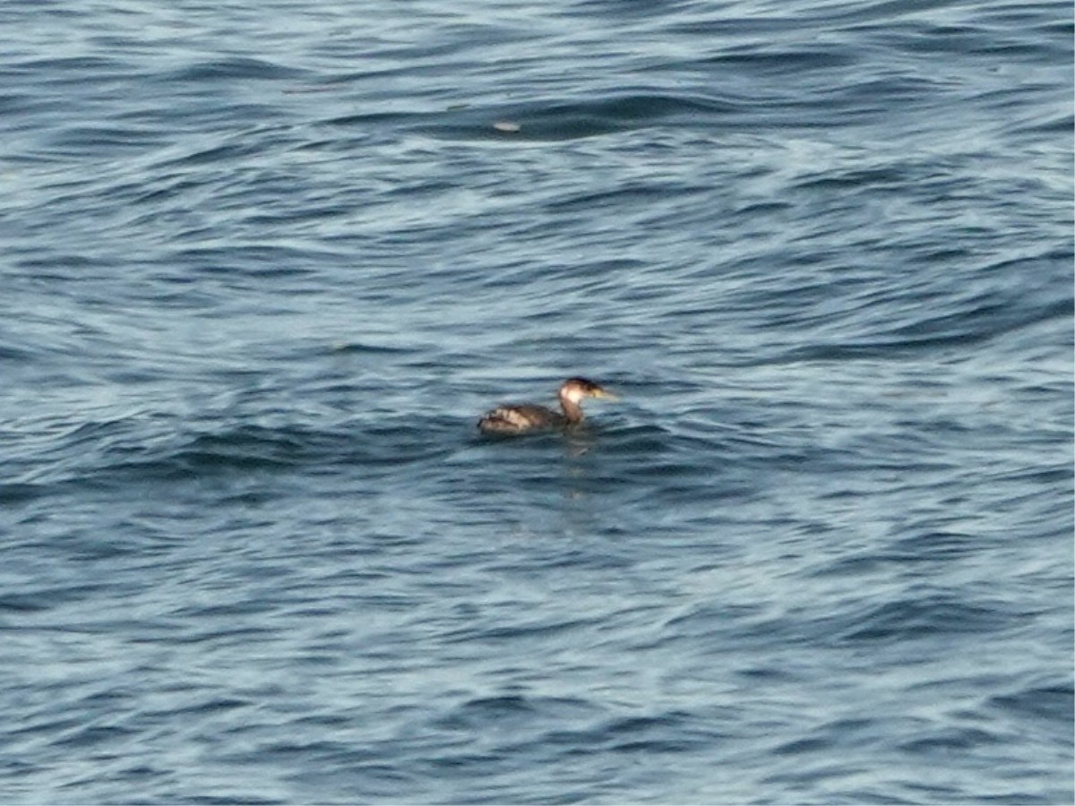 Red-necked Grebe - ML615801889