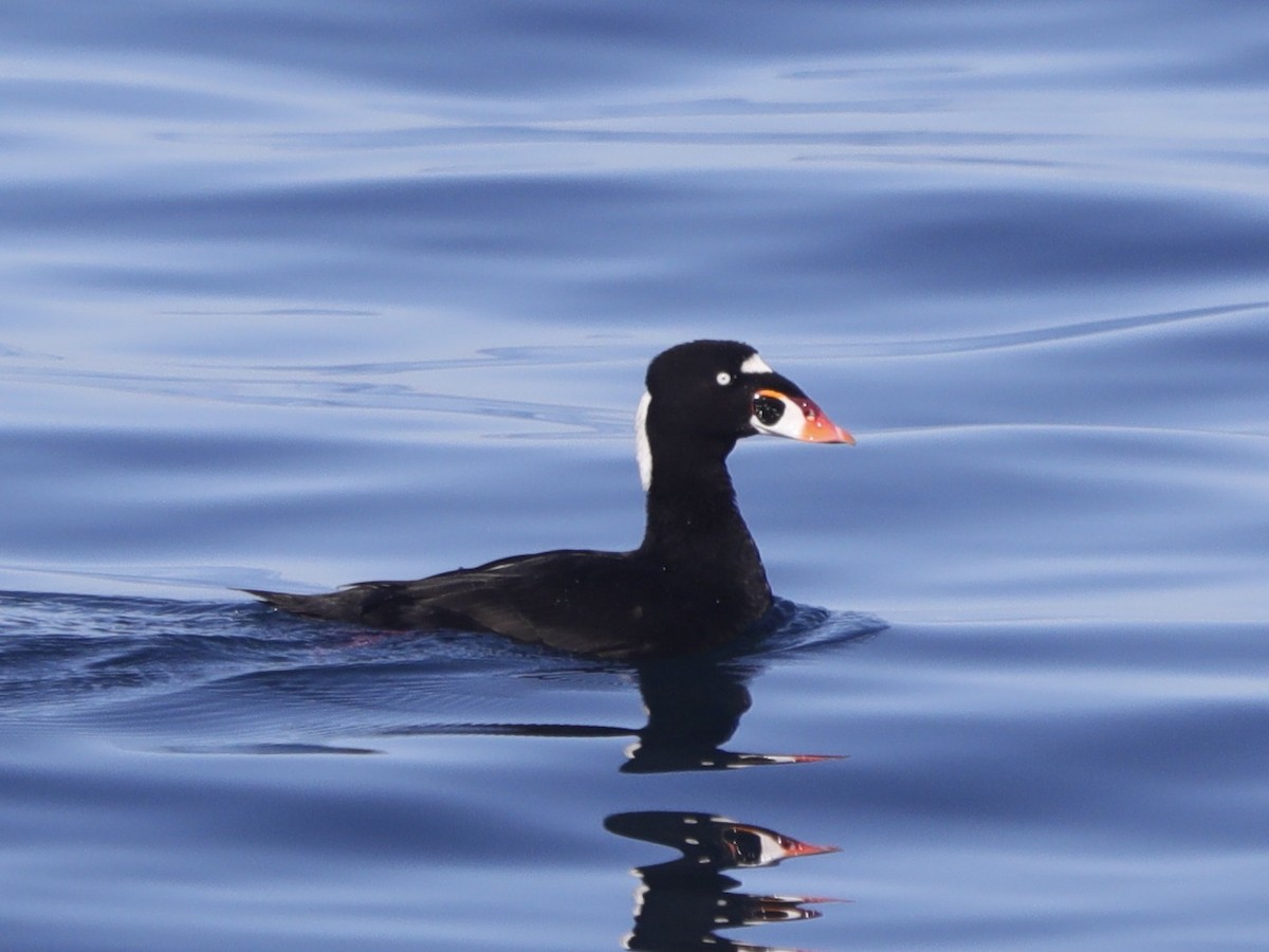 Surf Scoter - ML615801902