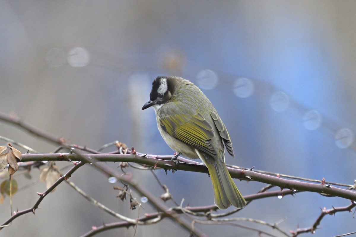 Light-vented Bulbul - Lam SG