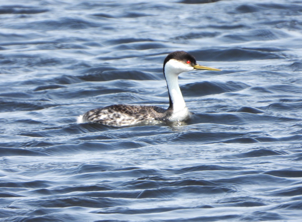 Western Grebe - ML615801917