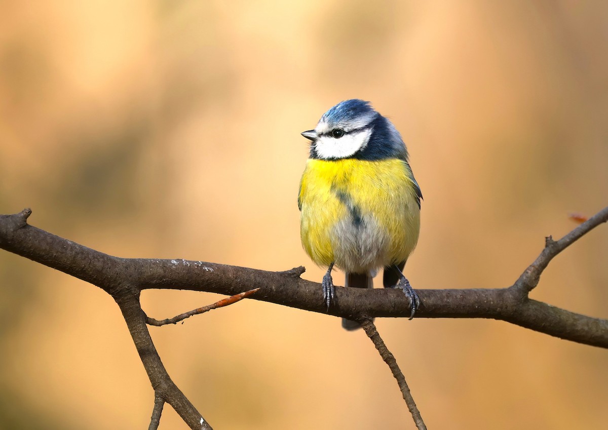 Eurasian Blue Tit - ML615801954