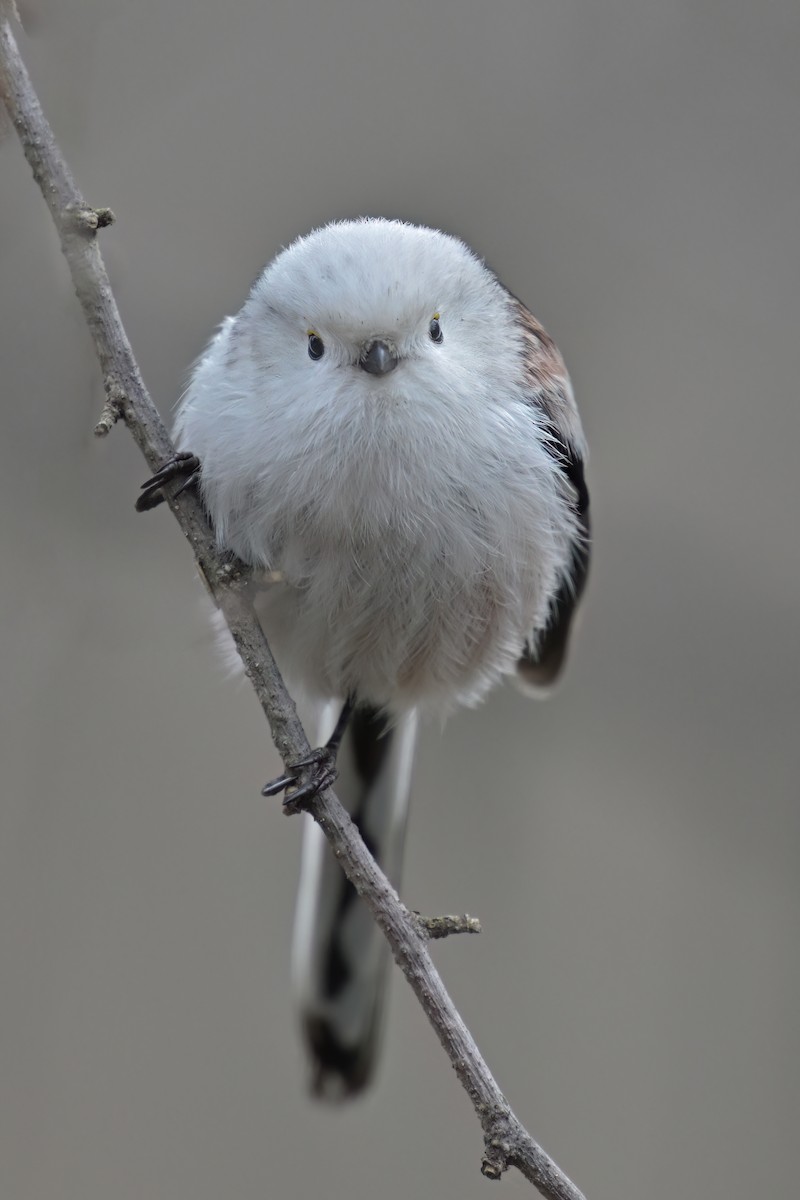 Long-tailed Tit - ML615801962