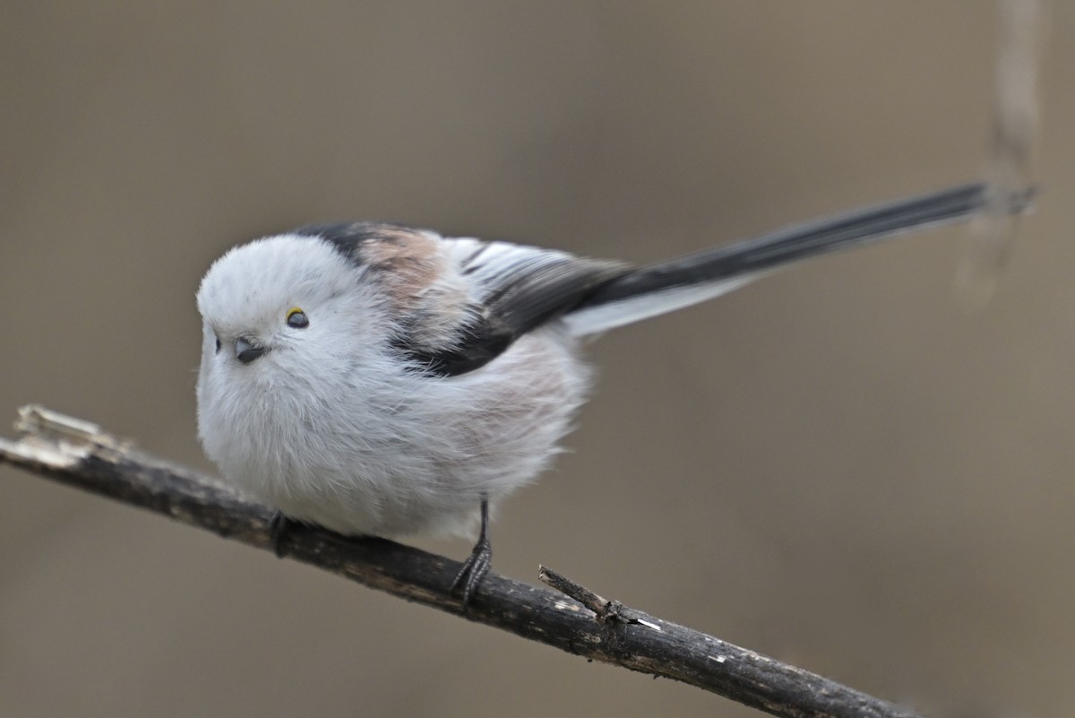 Long-tailed Tit - Lam SG
