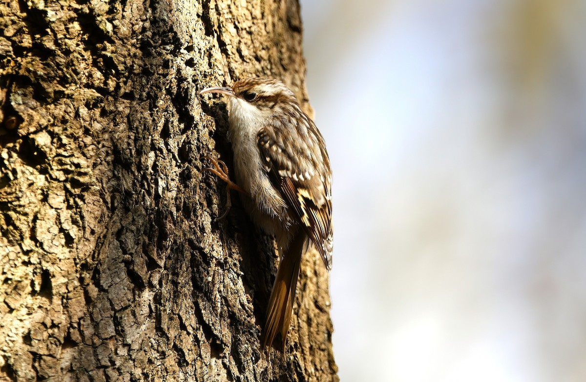 Short-toed Treecreeper - ML615801977