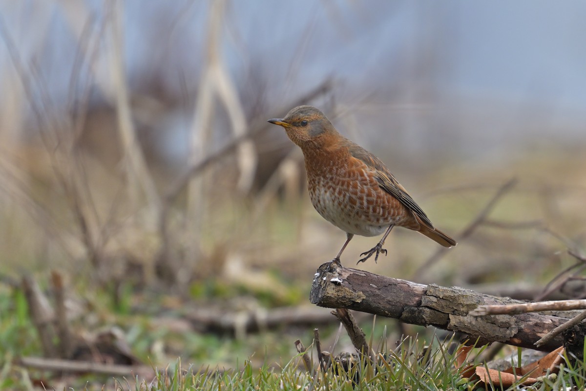 Naumann's Thrush - ML615801995