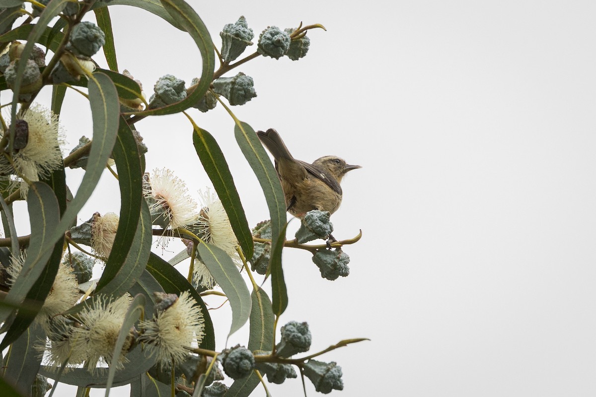 Cinereous Conebill - ML615802003