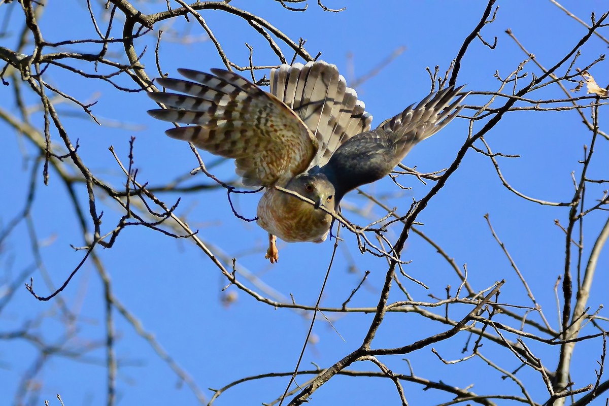 Cooper's Hawk - Seth Honig