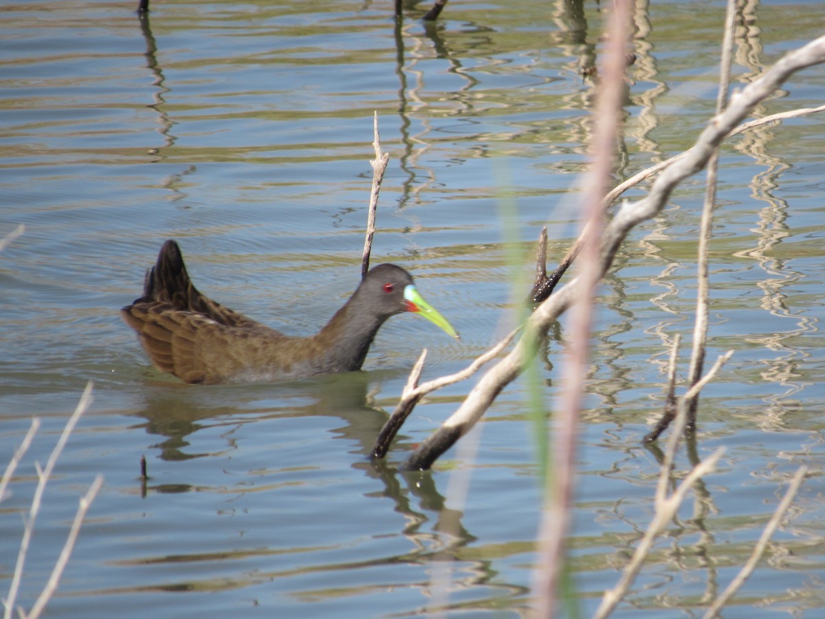 Plumbeous Rail - Abril Carrizo