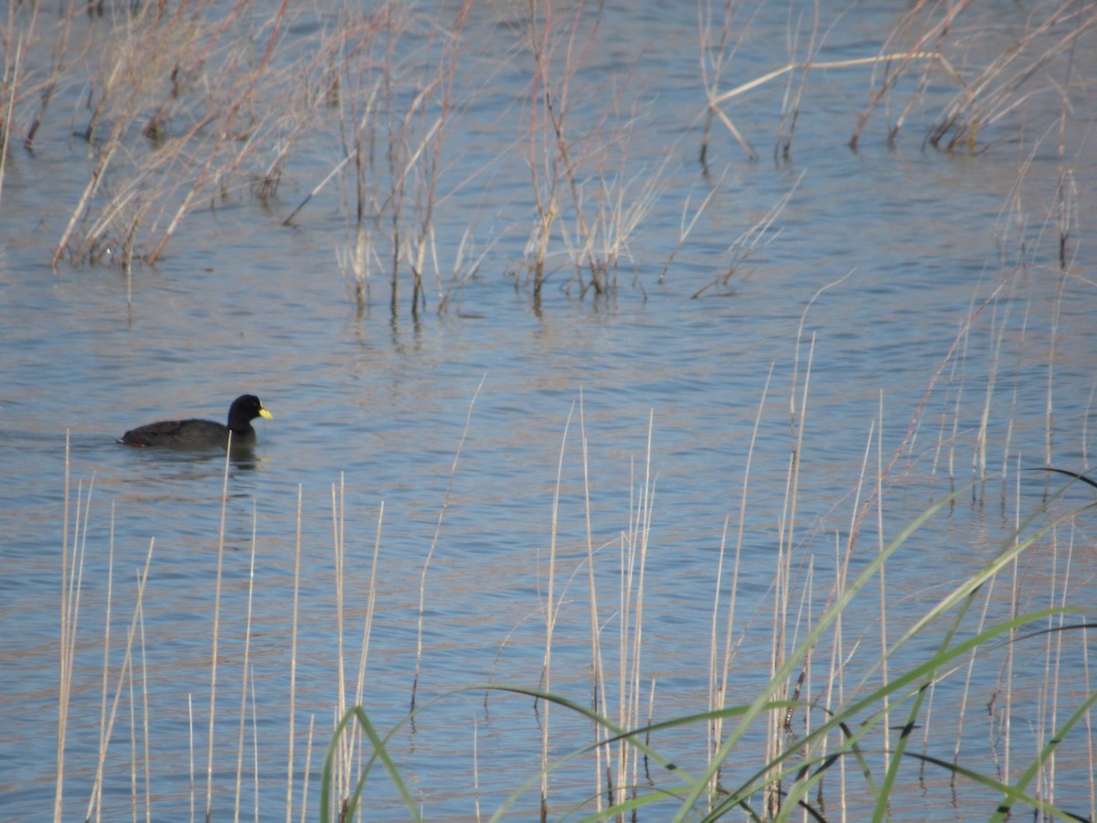 White-winged Coot - ML615802090