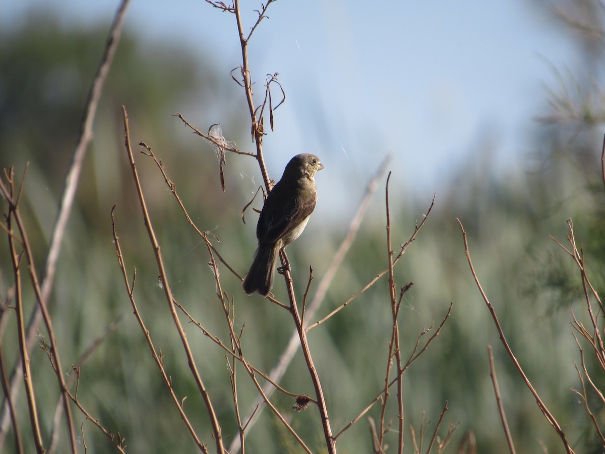 Double-collared Seedeater - ML615802103