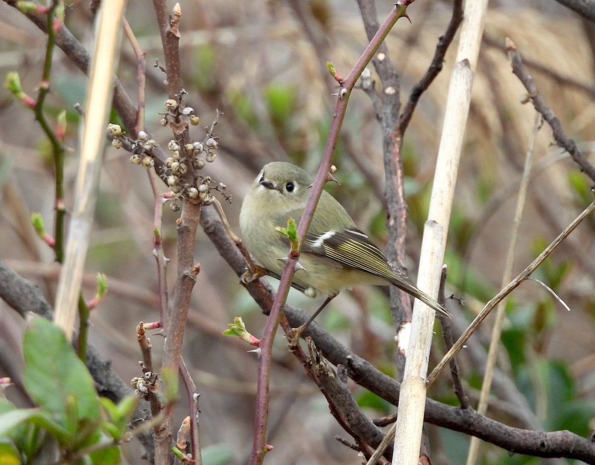 Ruby-crowned Kinglet - ML615802139