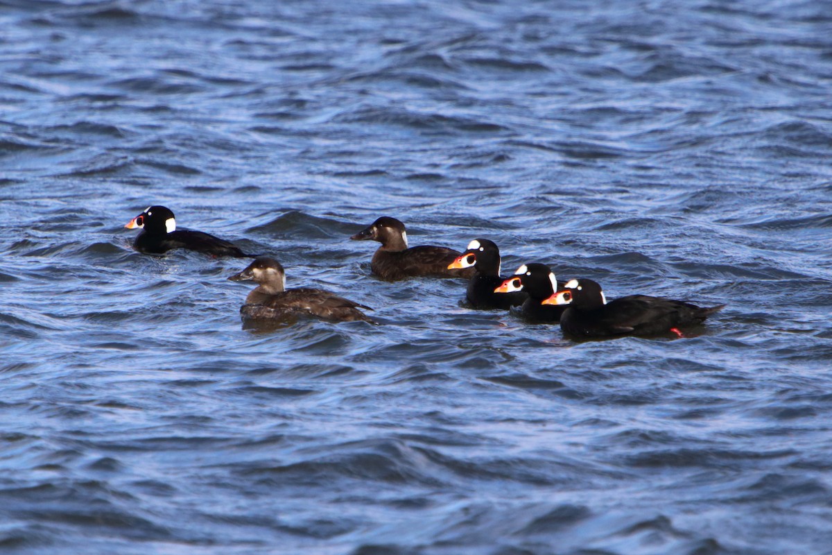 Surf Scoter - ML615802147