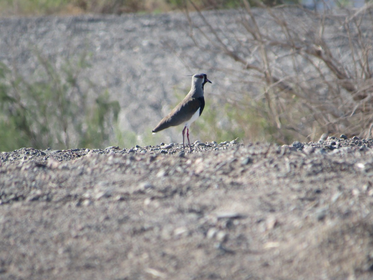 Southern Lapwing - ML615802165