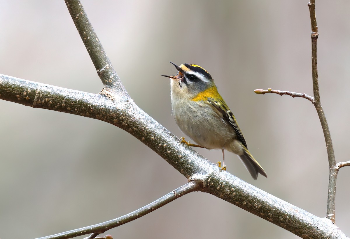 Common Firecrest - ML615802222