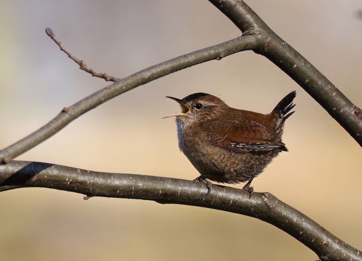 Eurasian Wren - ML615802264