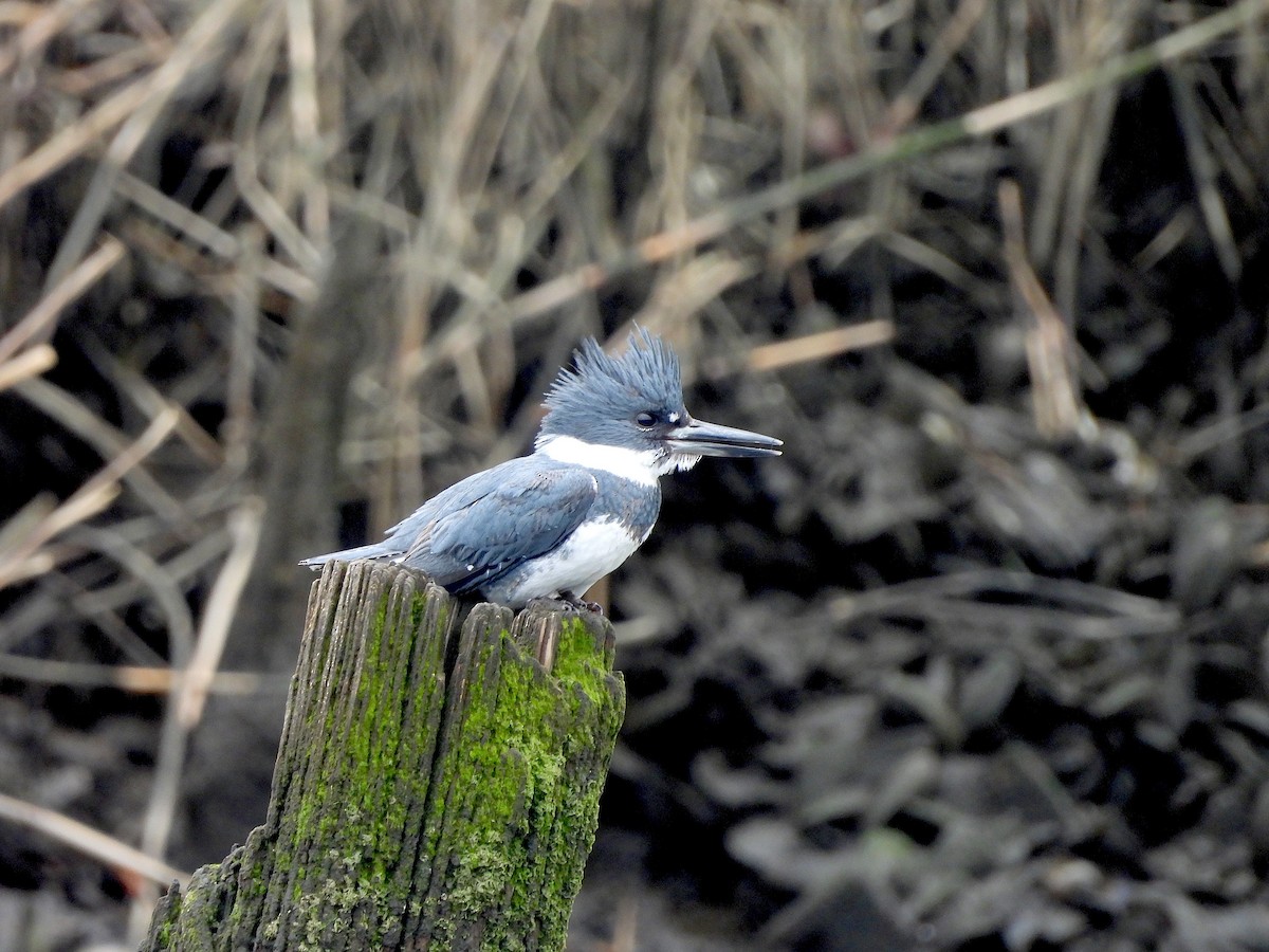 Belted Kingfisher - ML615802351