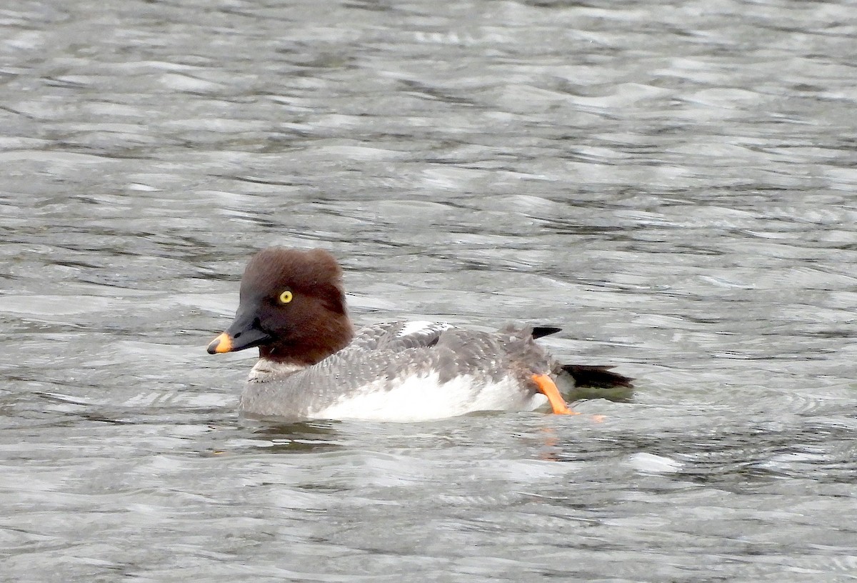 Common Goldeneye - ML615802355