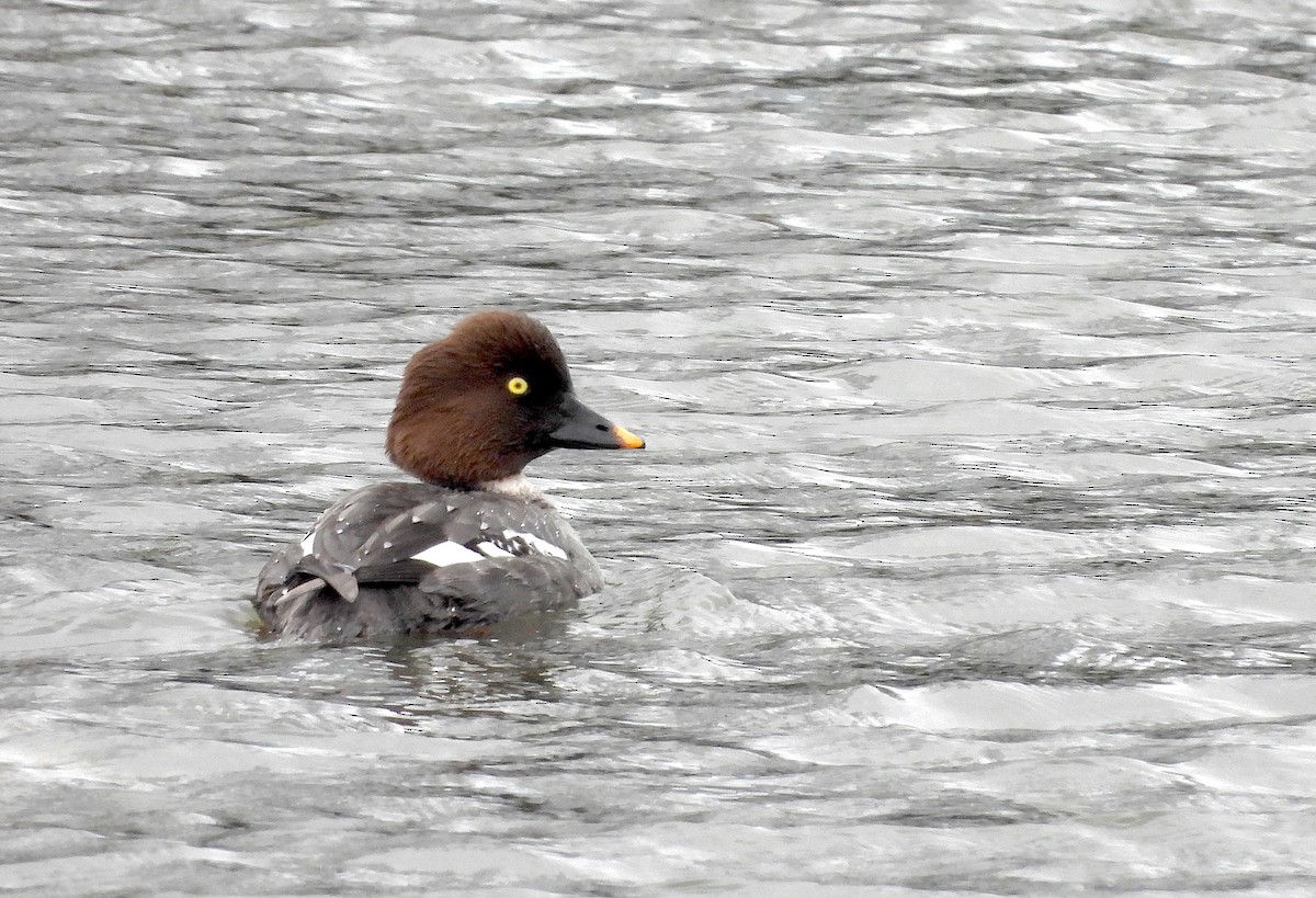 Common Goldeneye - ML615802356