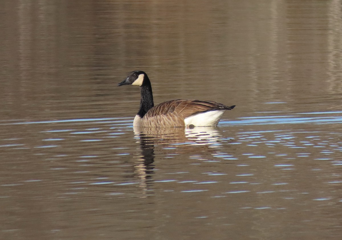 Branta kanadar handia - ML615802435