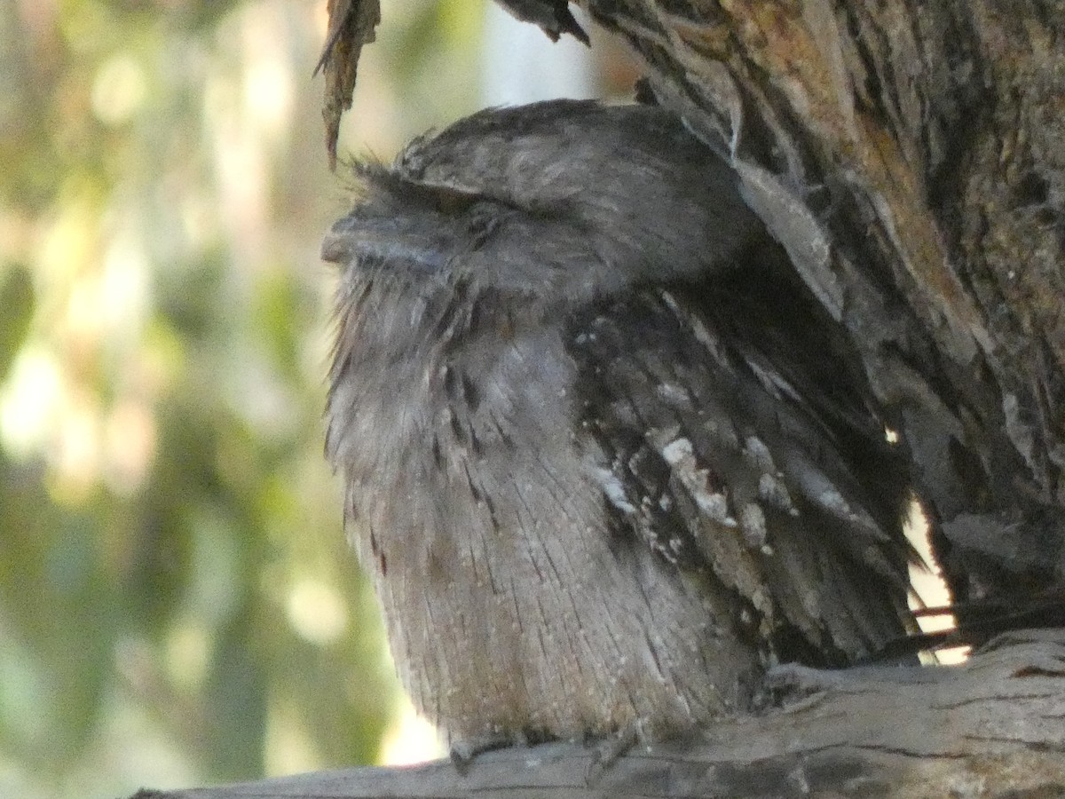 Tawny Frogmouth - ML615802443