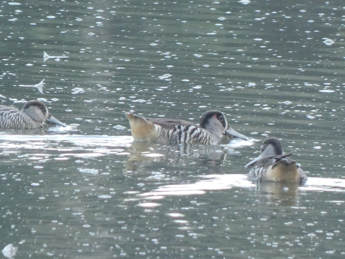 Pink-eared Duck - ML615802449