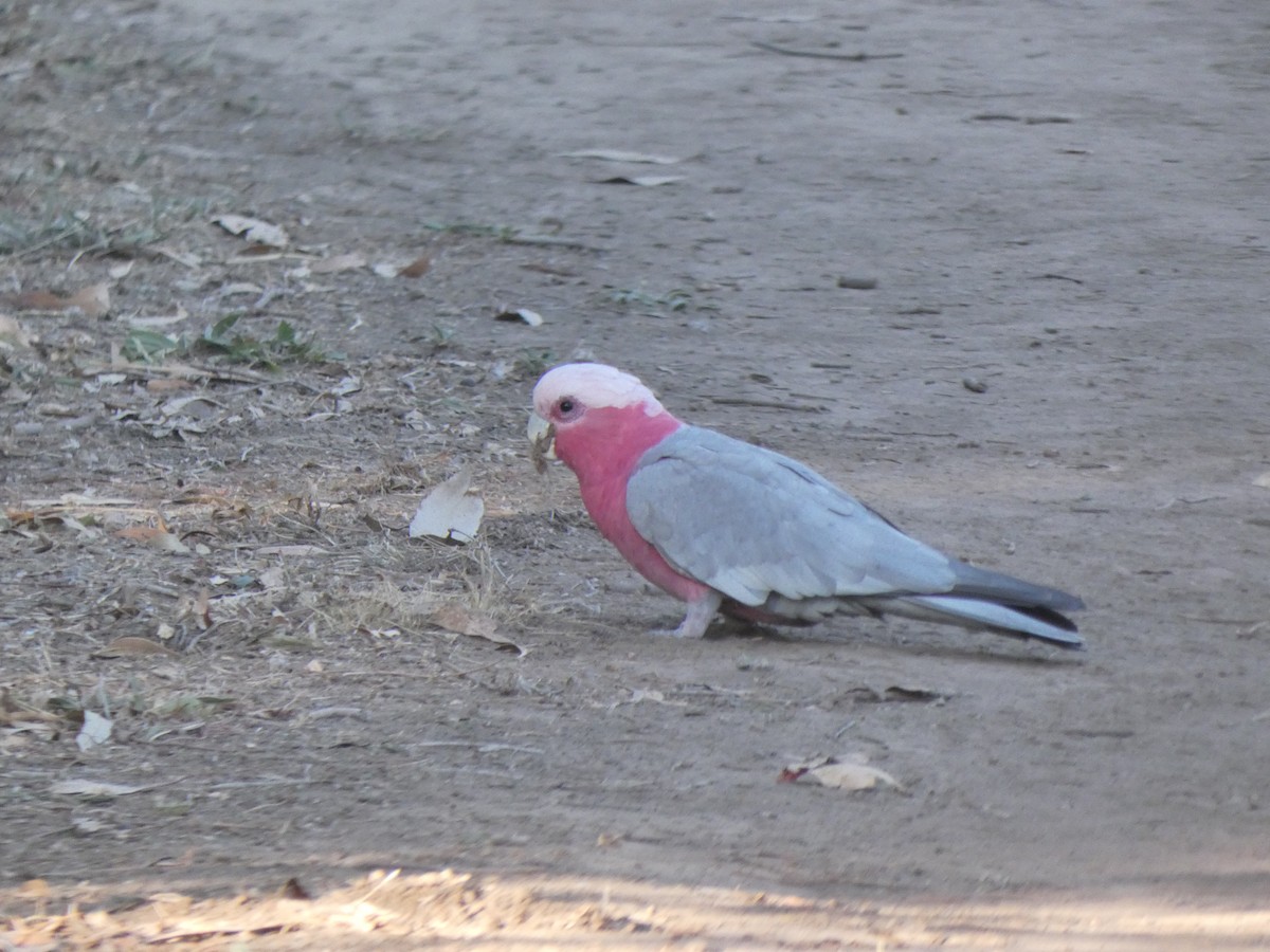 Galah - Michael Mules