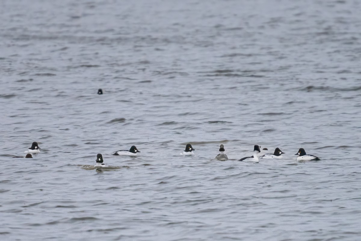 Common Goldeneye - ML615802459