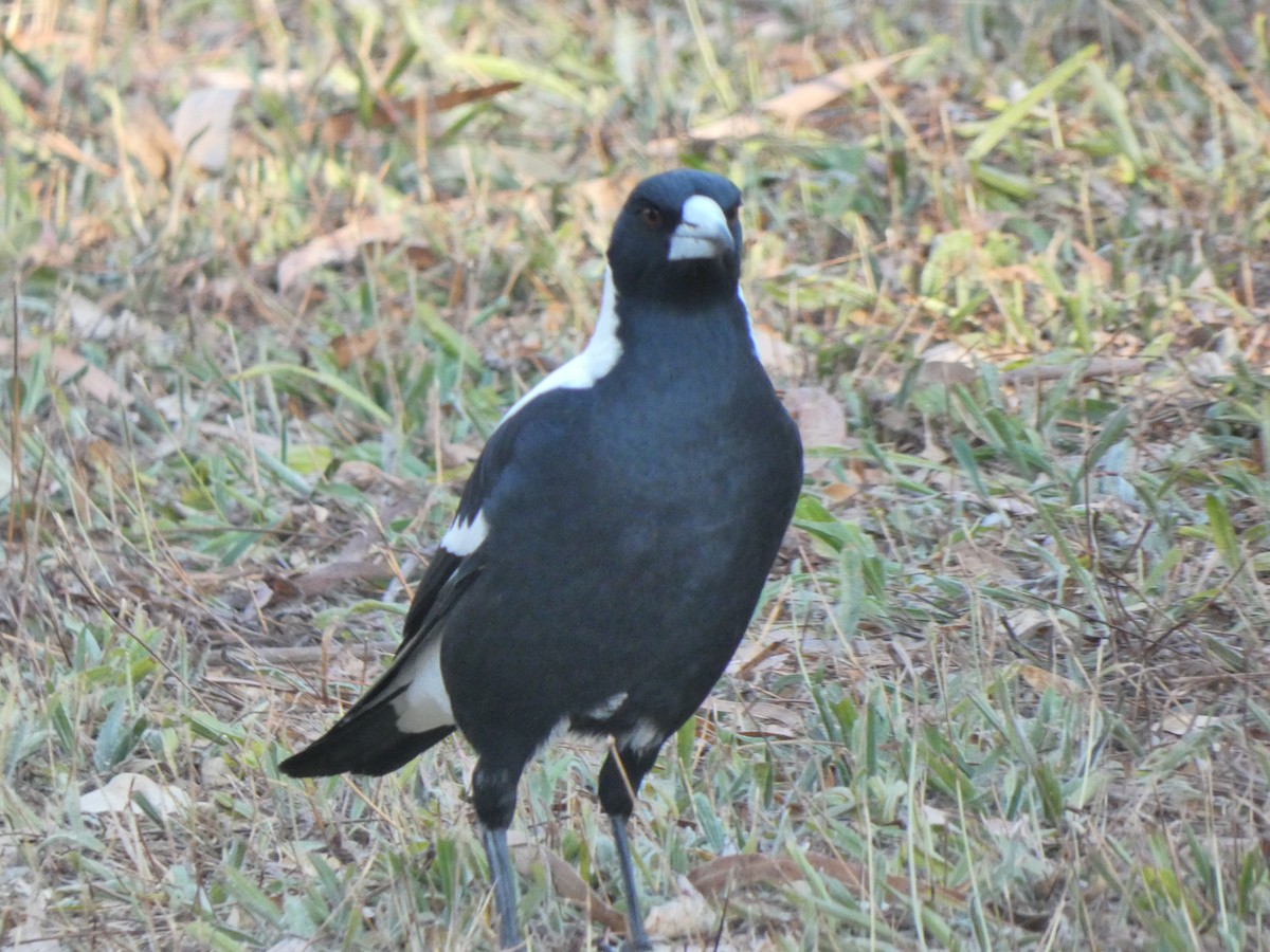 Australian Magpie (White-backed) - ML615802473