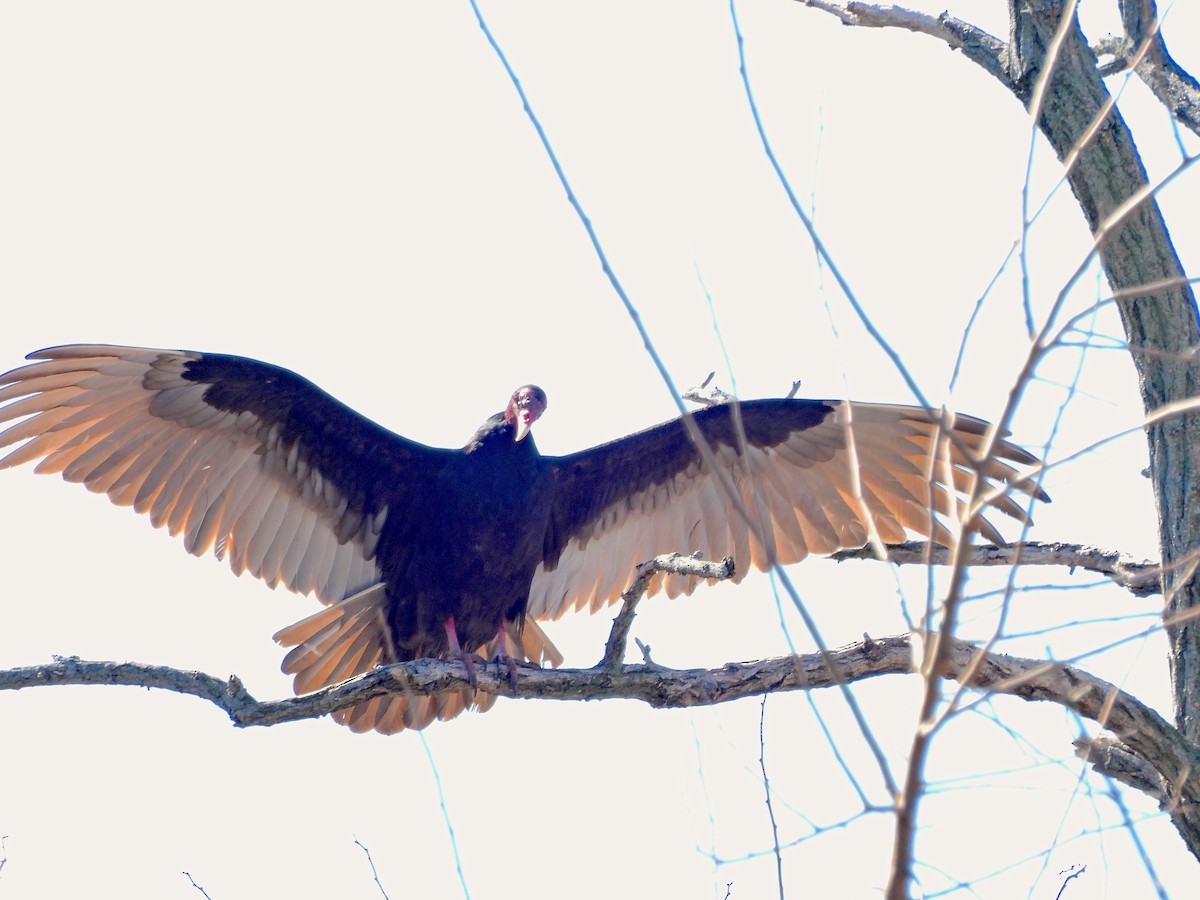 Turkey Vulture - ML615802487