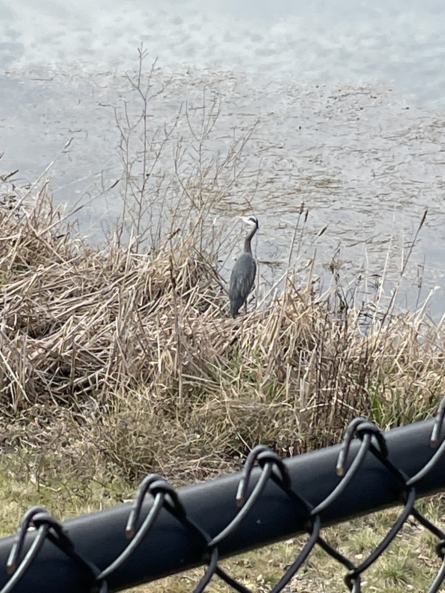 Great Blue Heron - ML615802502