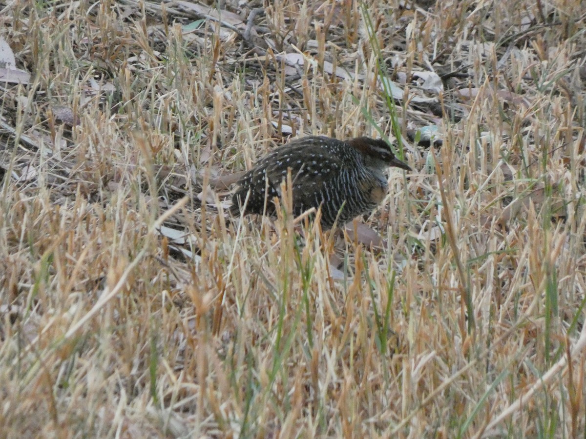 Buff-banded Rail - ML615802511