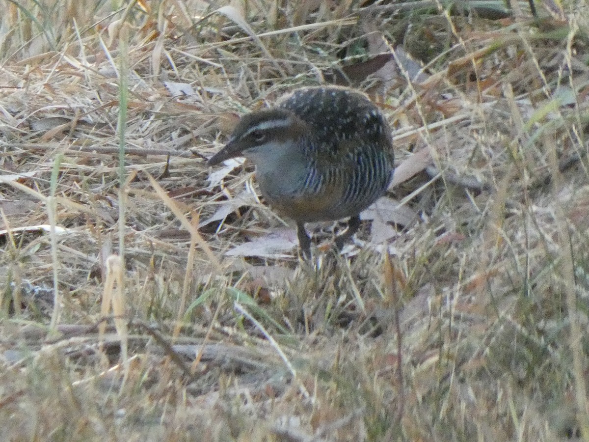 Buff-banded Rail - Michael Mules