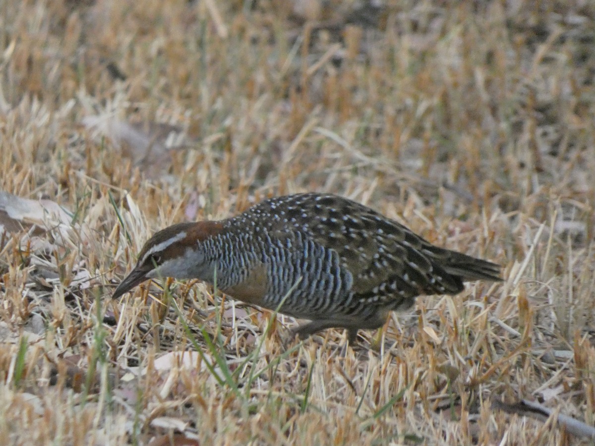 Buff-banded Rail - ML615802513