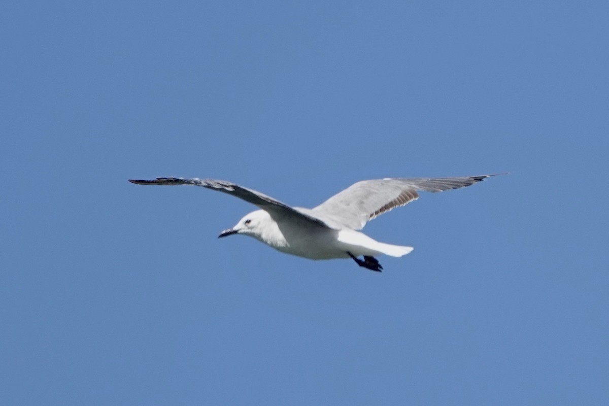 Hartlaub's Gull - ML615802560