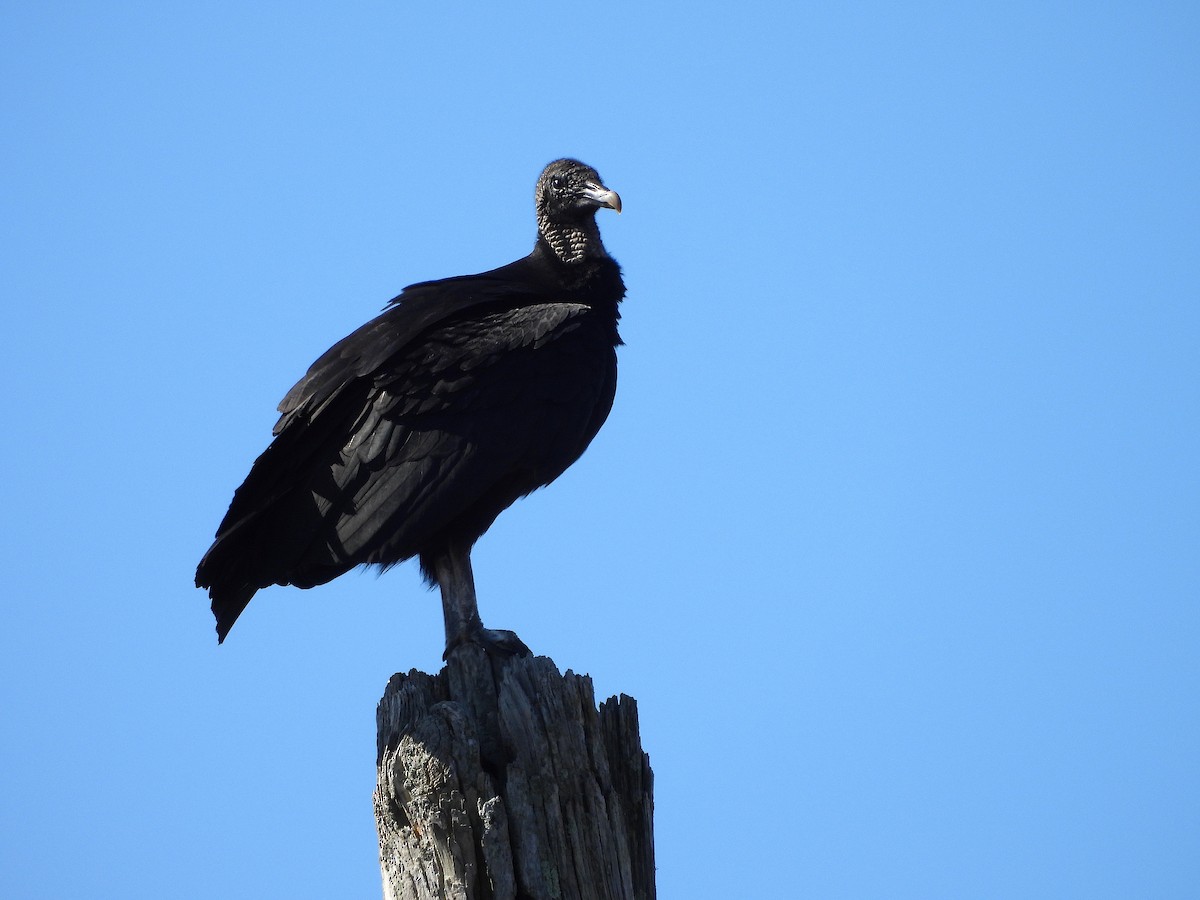 Black Vulture - ML615802575