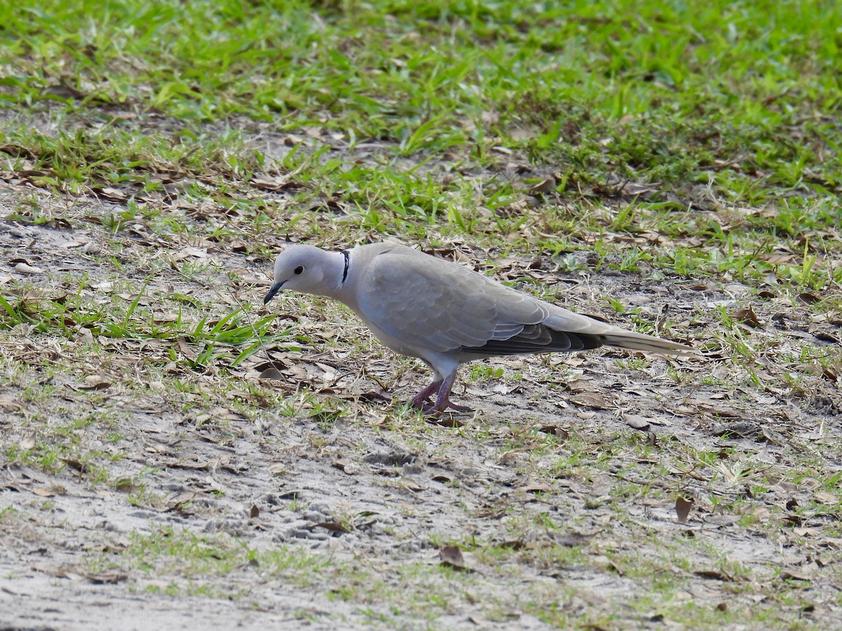 Eurasian Collared-Dove - ML615802576